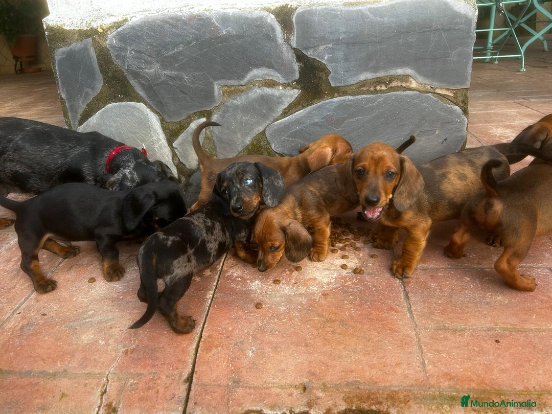 Teckel Miniatura perros en venta: Teckel miniaturas - Imagen 13