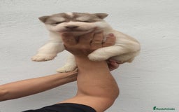 Husky Siberiano perros en venta: Último Macho Husky siberiano  - Imagen 5