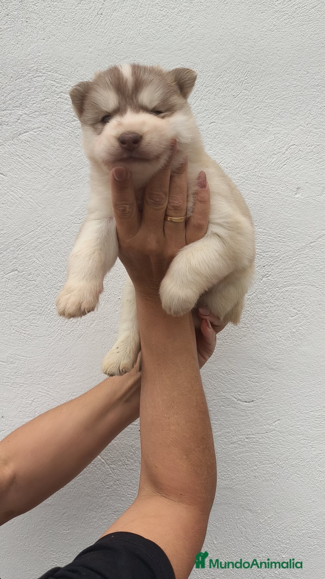 Husky Siberiano perros en venta: Último Macho Husky siberiano  - Imagen 5