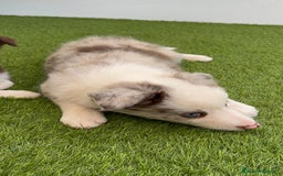 Border Collie perros en venta: BORDER COLLIE MACHO - Imagen 4