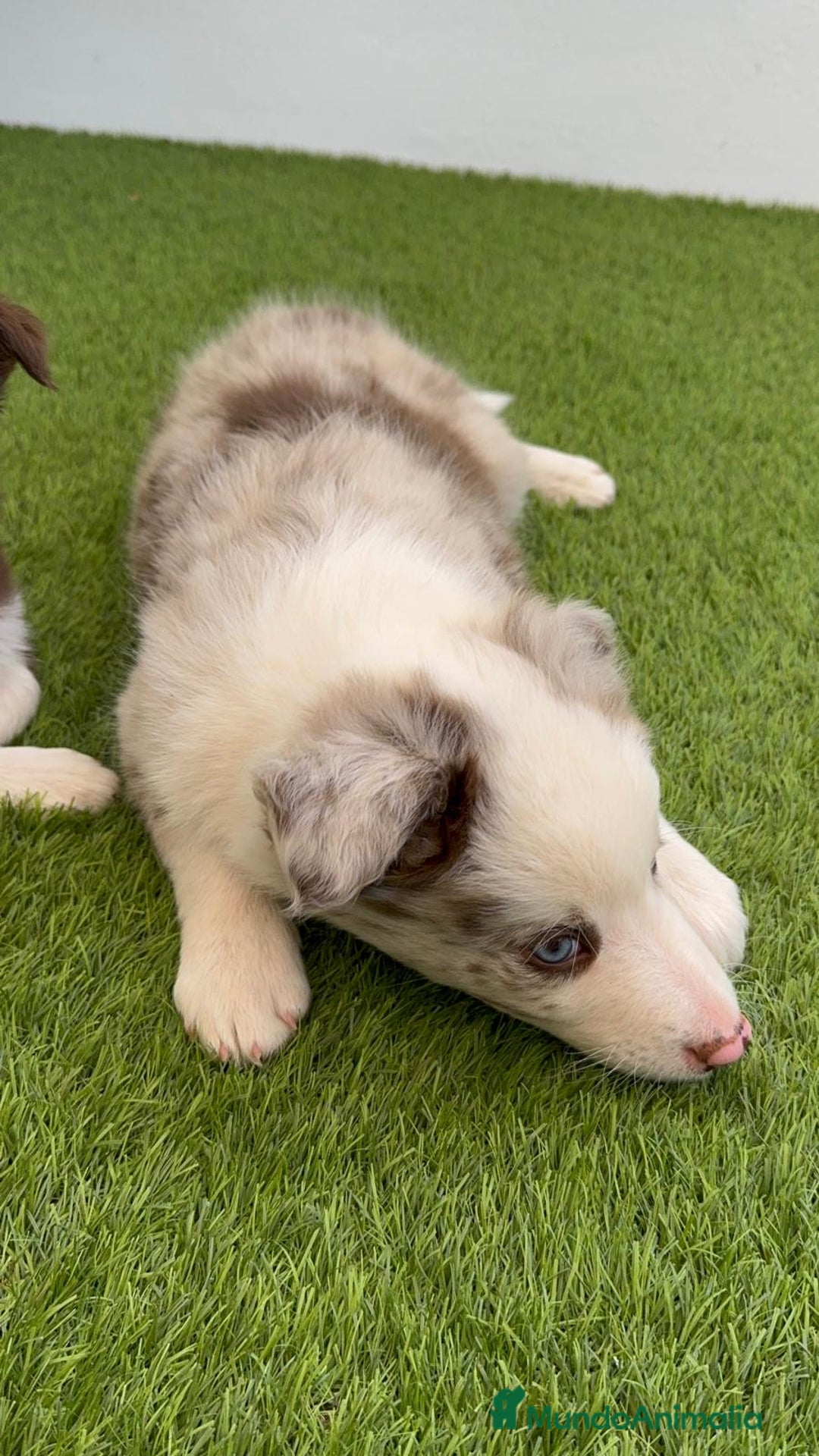 Border Collie perros en venta: BORDER COLLIE MACHO - Imagen 4