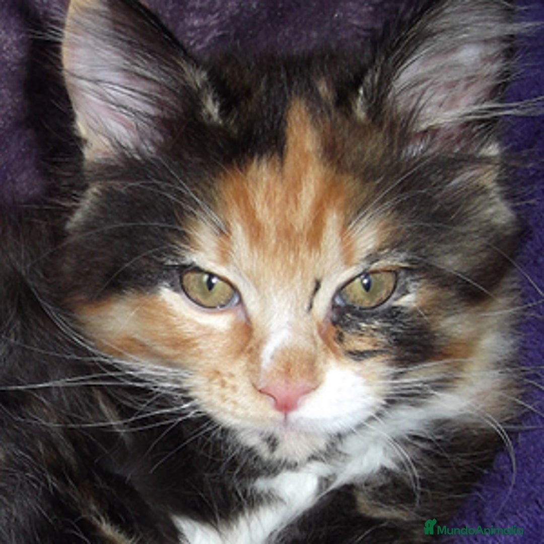 Maine Coon gatos en venta: MAINE COON CAREY ♀️ - Anuncio 1