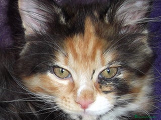 Maine Coon gatos MAINE COON CAREY ♀️ - Anuncio 5