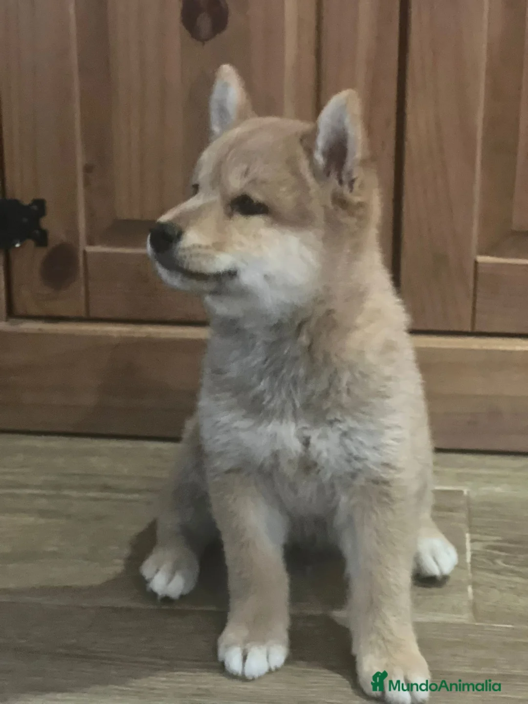 Shiba Inu perros en venta: Cachorros de Shiba Inu  - Anuncio 2