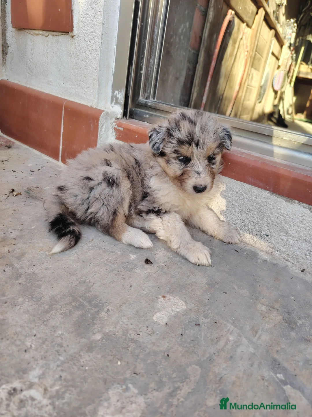 Collie de Pelo Largo perros en venta: Rough collie  - Anuncio 6