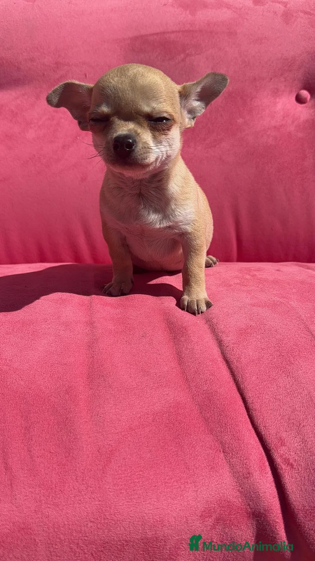 Chihuahua perros en venta: Chihuahua Toy macho - Anuncio 9