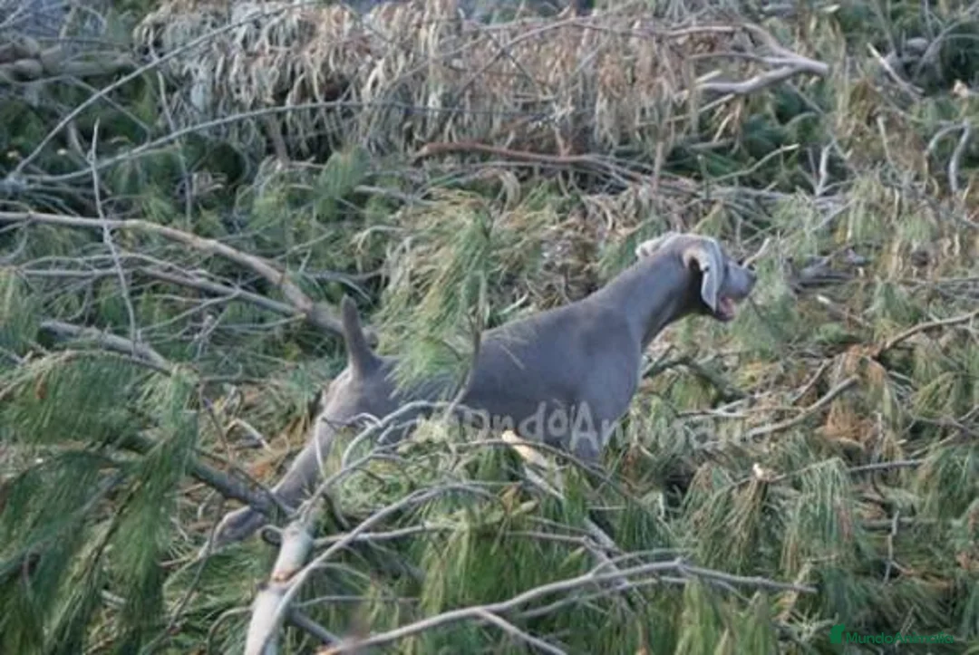 Imagen de galería {{count}}