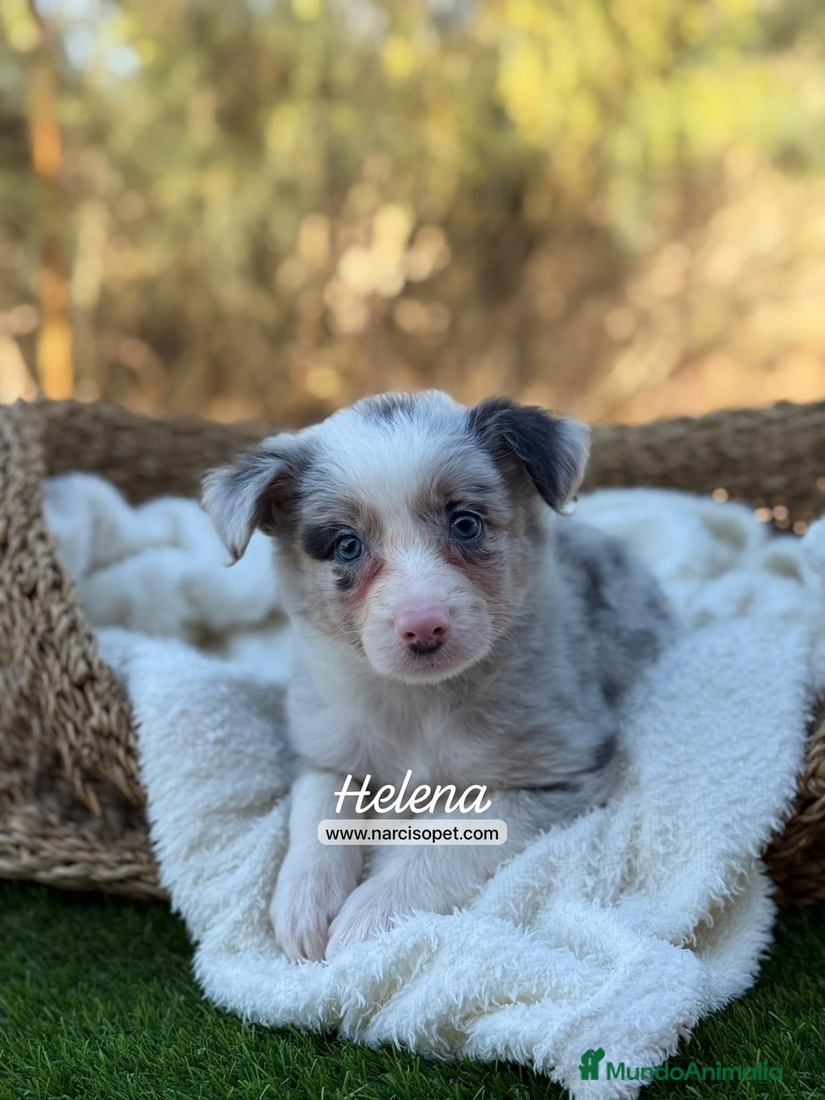 Border Collie perros BORDER COLLIE MERLE HEMBRA - Anuncio 24