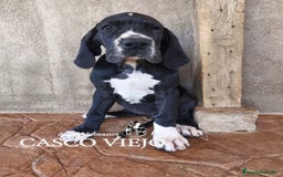 Dogo Alemán perros en venta: Cachorros de Dogo Alemán - Imagen 14