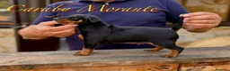 Pinscher Miniatura perros en venta: Caraby Harlequin Pinscher Benidorm  - Anuncio 7