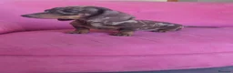 Teckel Miniatura perros en venta: Teckel Kanichen hembra Arlequín chocolate 🍫 - Anuncio 5