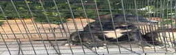Pastor de Asia Central perros en venta: Cachorro Alabai  - Anuncio 4