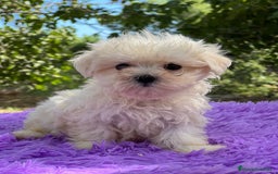 Bichón Maltés perros en venta: Bichon maltés hembra coreana  - Imagen 4