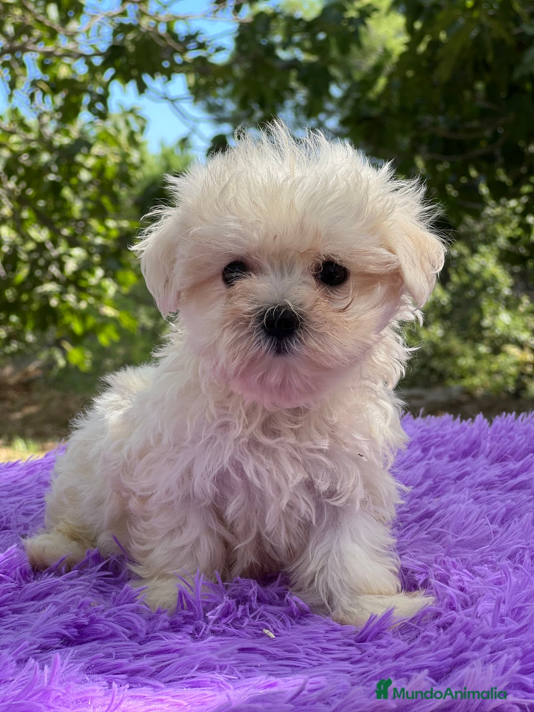 Bichón Maltés perros en venta: Bichon maltés hembra coreana  - Imagen 4