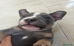 American Bully perros en venta: Cachorros de American Bully. - Imagen 3