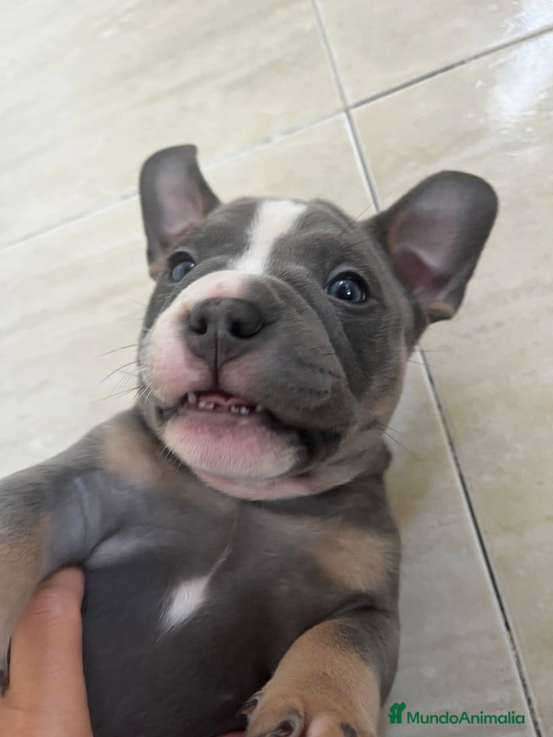 American Bully perros en venta: Cachorros de American Bully. - Imagen 3