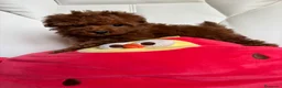 Caniche Toy perros en venta: Caniche toy excelentes ejemplares !!! - Anuncio 10