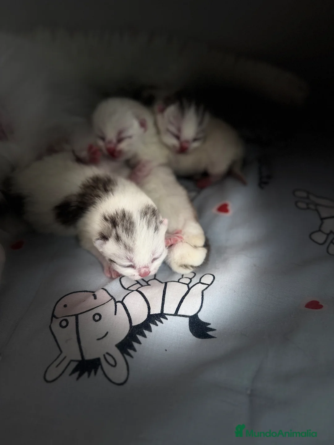 Scottish Fold gatos en venta: Scottish  - Anuncio 2