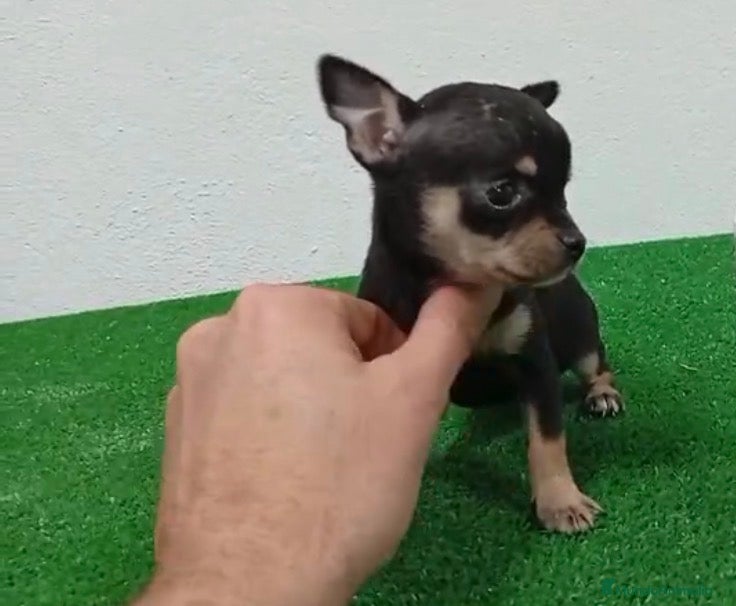 Chihuahua perros Hembra negro fuego  - Anuncio 2