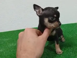 Chihuahua perros Hembra negro fuego - Anuncio 4