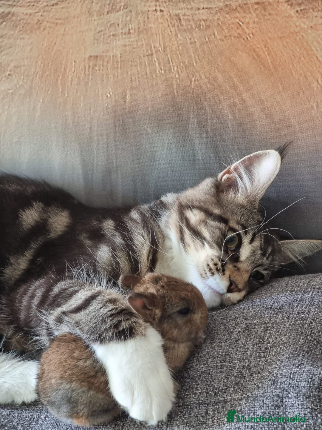 Maine Coon gatos en venta: Gatitos maine coon machitos - Anuncio 8