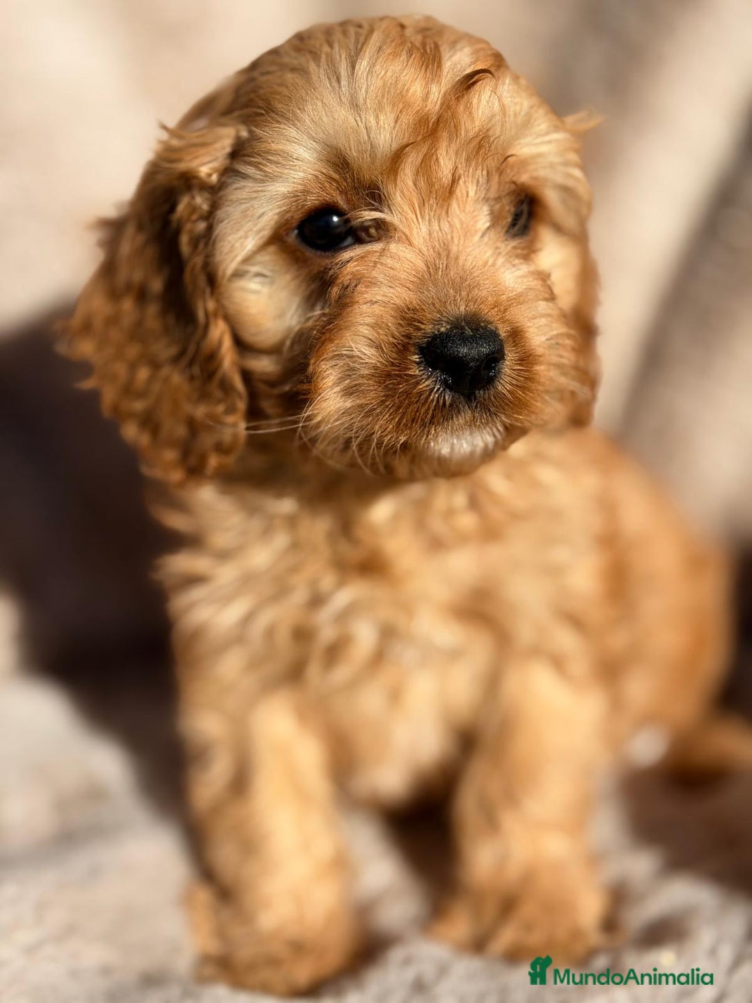 Cavapoo perros en venta: CAVAPOO  - Anuncio 1