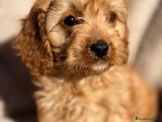 Cavapoo perros CAVAPOO - Anuncio 2