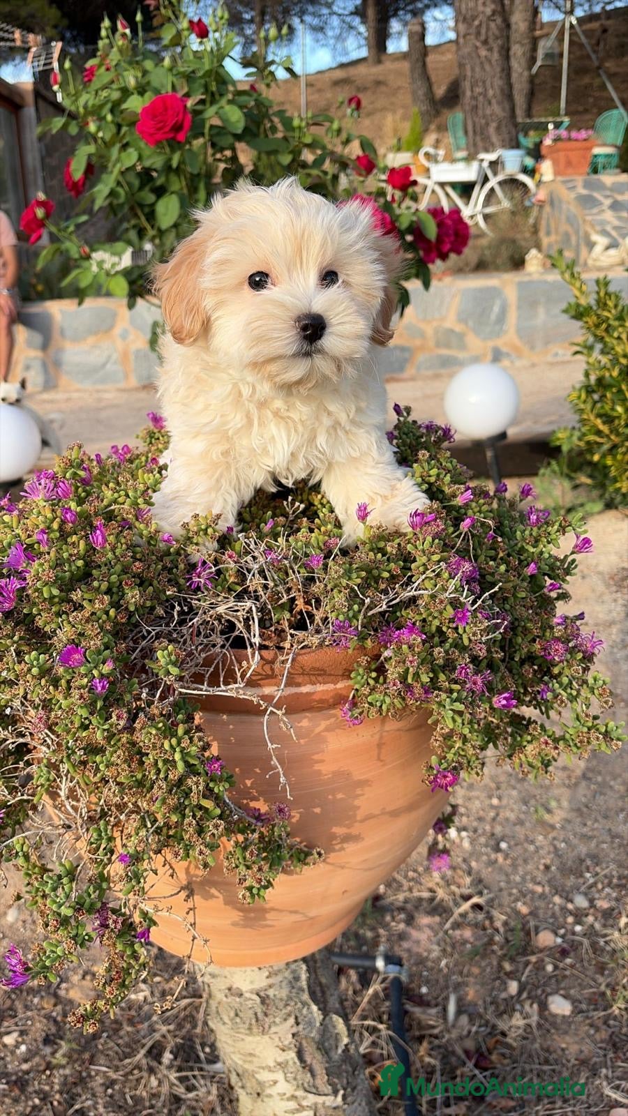 Maltipoo perros Maltipoo listo para entregar !!! - Anuncio 1