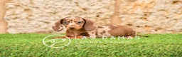 Teckel perros en venta: Cachorros de teckel disponibles.  - Anuncio 5
