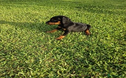 Dobermann perros en venta: Últimos 2 cachorros de Doberman!! - Imagen 3