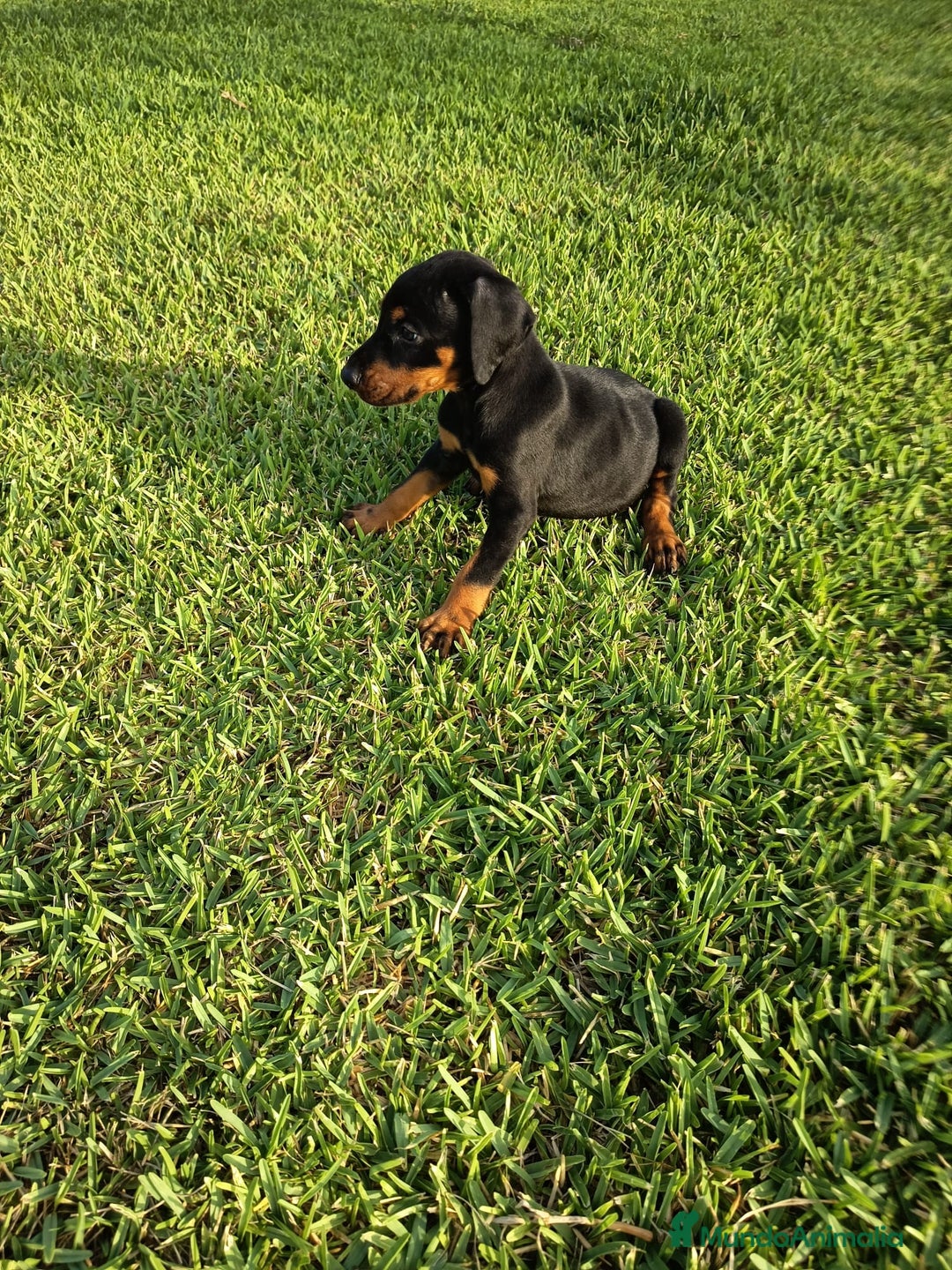 Dobermann perros en venta: Últimos 2 cachorros de Doberman!! - Imagen 3