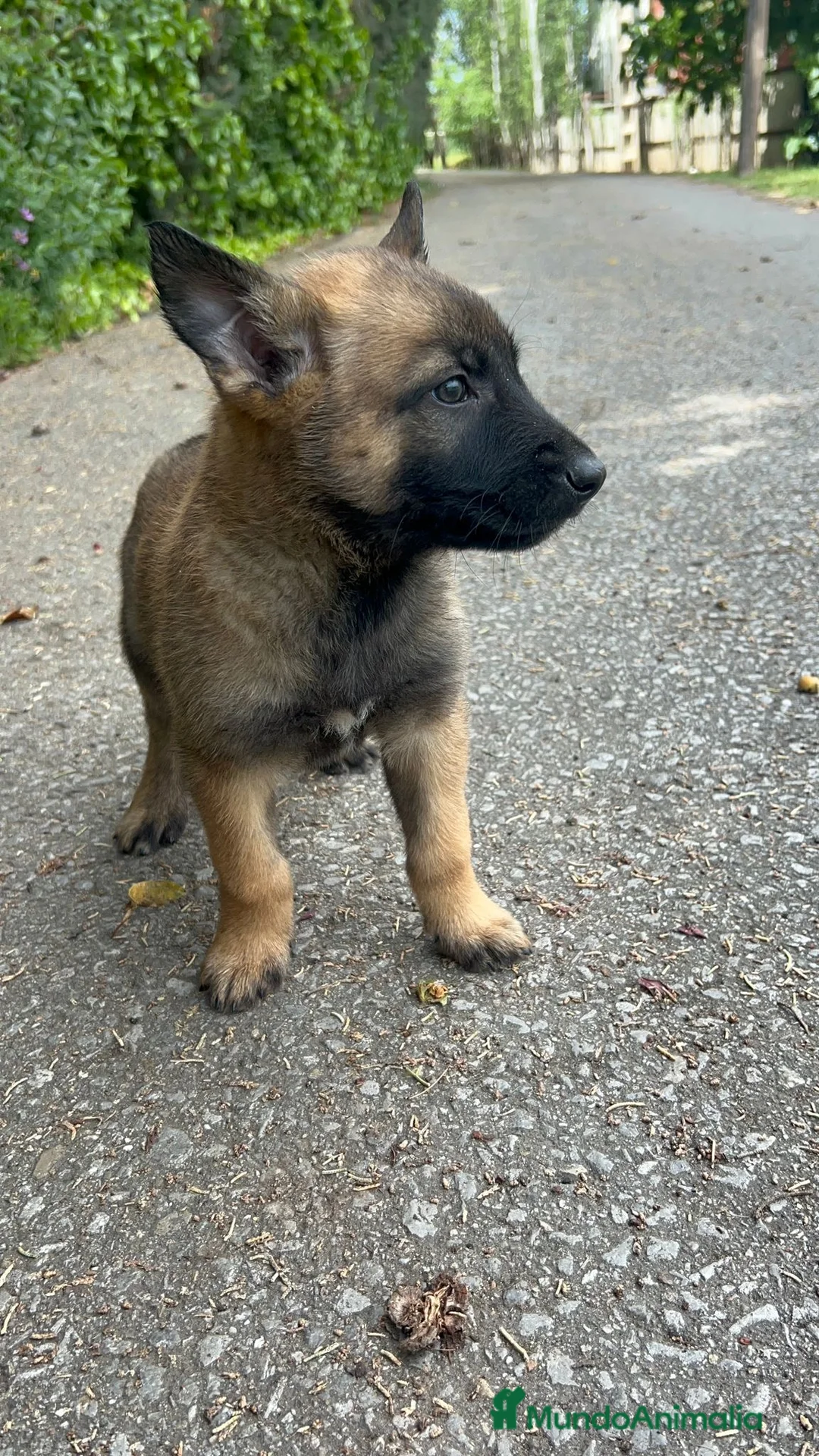 Pastor Belga Malinois perros en venta: Pastor belga malinois  en La Rioja - Anuncio 4