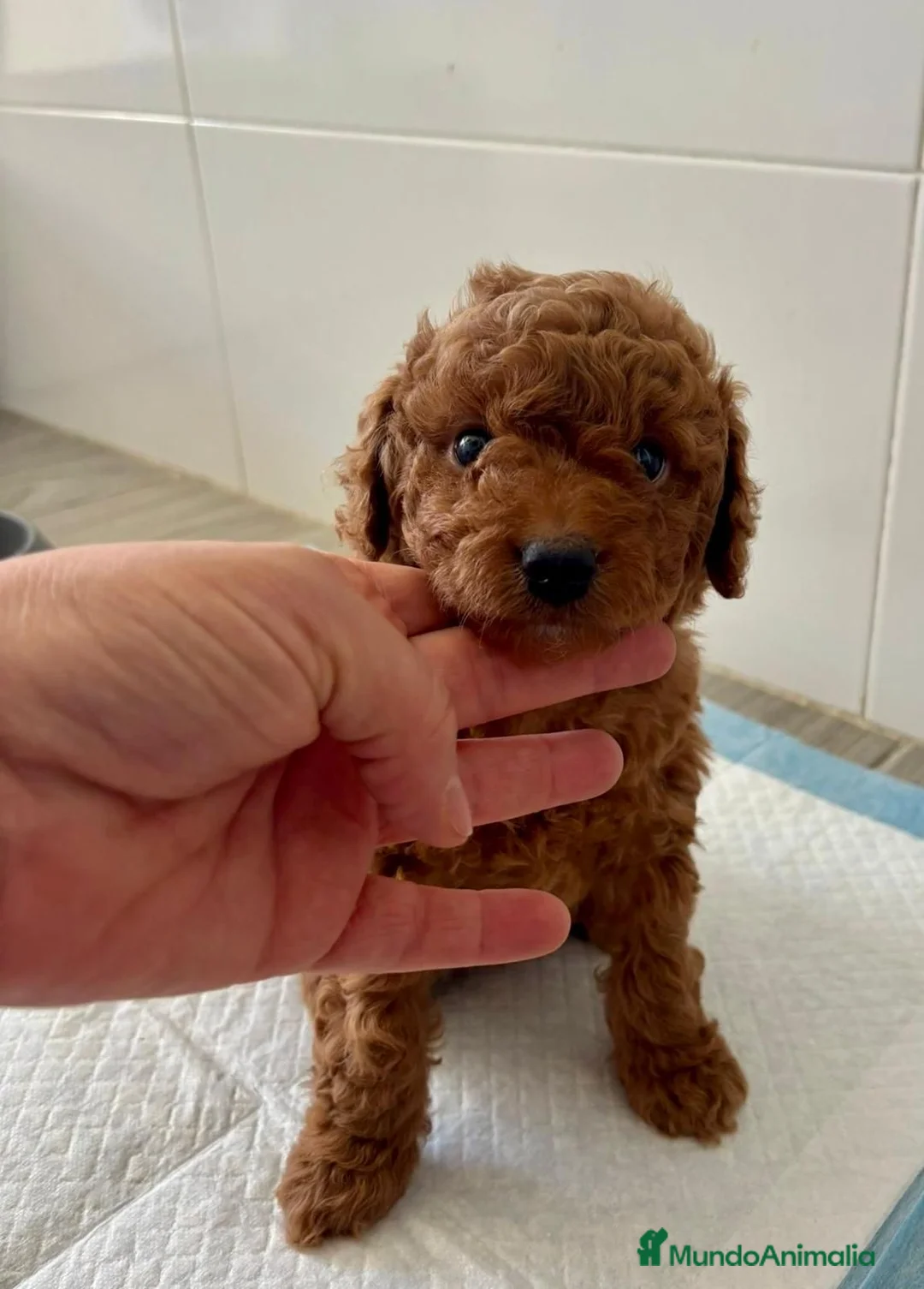 Caniche Toy perros en venta: Caniches toy  - Anuncio 10