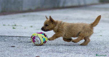 Norwich Terrier perros - Propaganda 14