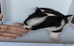 Chihuahua perros en venta: Chihuahuas Línea inglesa cabeza manzana.  - Imagen 2