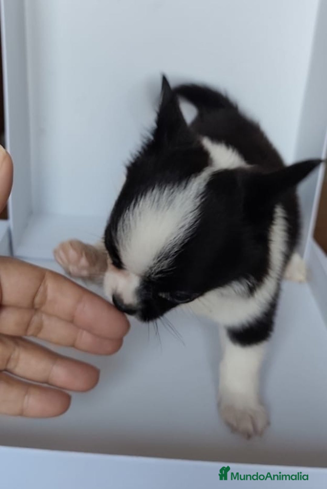 Chihuahua perros en venta: Chihuahuas Línea inglesa cabeza manzana.  - Imagen 2