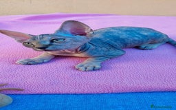 Sphynx gatos en venta: Preciosa hembrita tortuga tabby  - Imagen 6