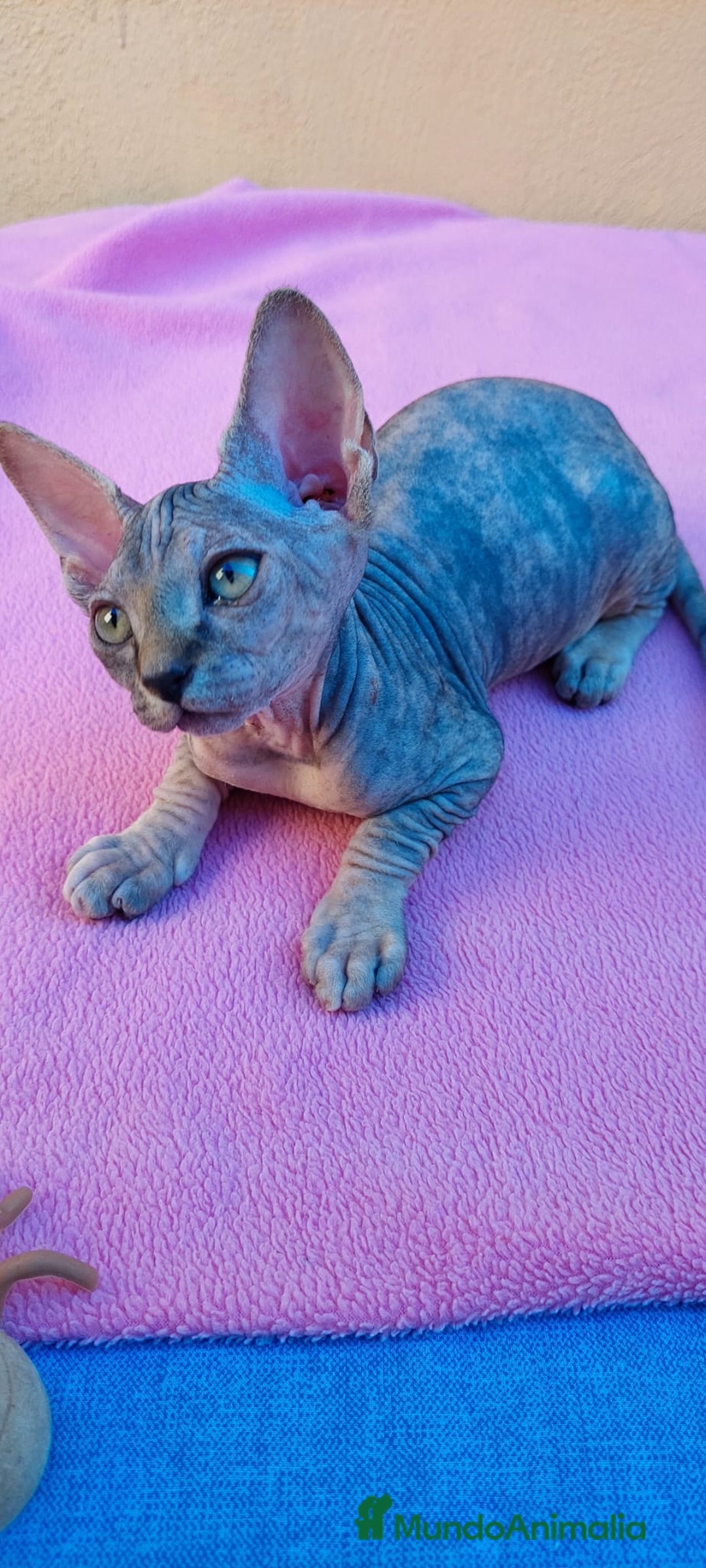 Sphynx gatos en venta: Preciosa hembrita tortuga tabby  - Imagen 6