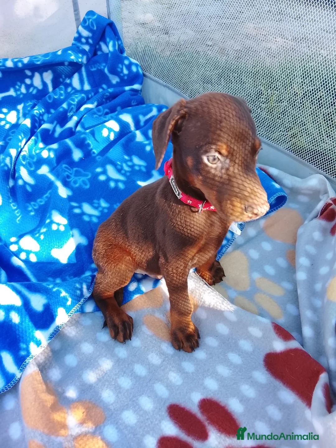 Dobermann perros en venta: Doberman chocolate negro europeo  en Sevilla - Anuncio 1