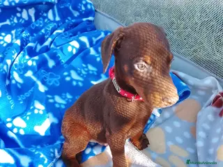 Dobermann perros Doberman chocolate negro europeo - Anuncio 2