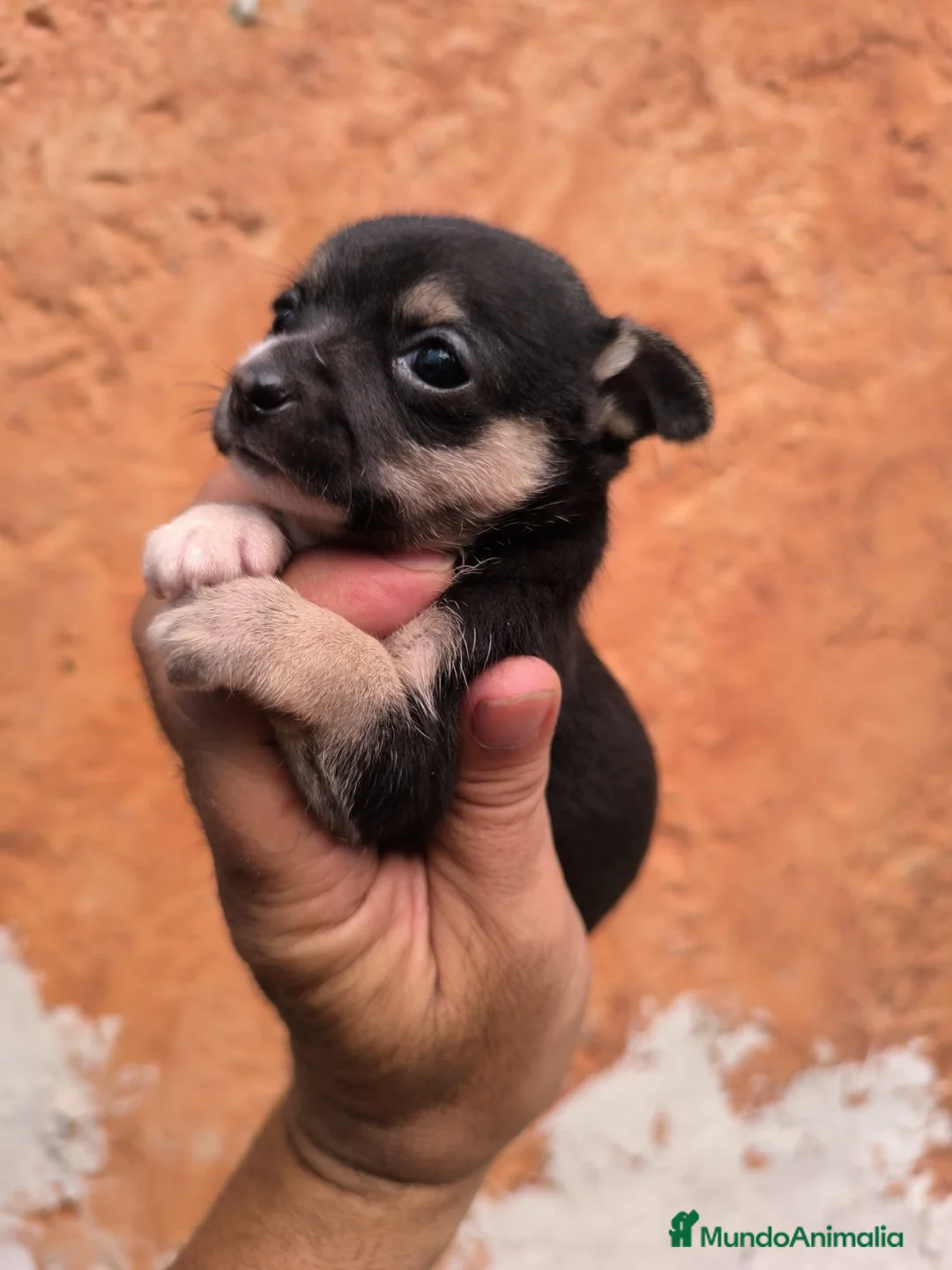 Chihuahua perros en venta: CHIHUAHUAS TOYS EXCLUSIVOS  - Anuncio 1