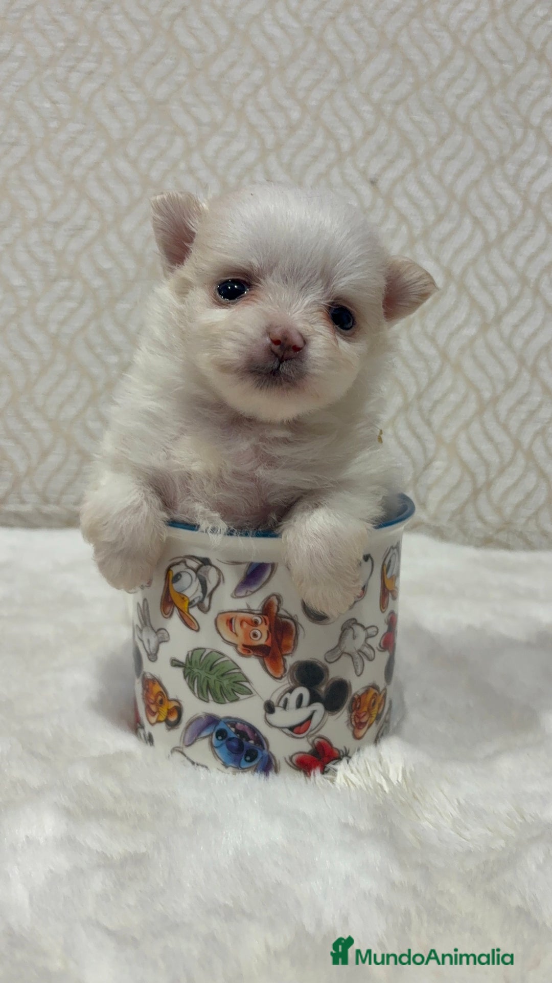 Pomerania perros en venta: Lulu Pomerania Toy hembra naranja blanca  - Anuncio 2