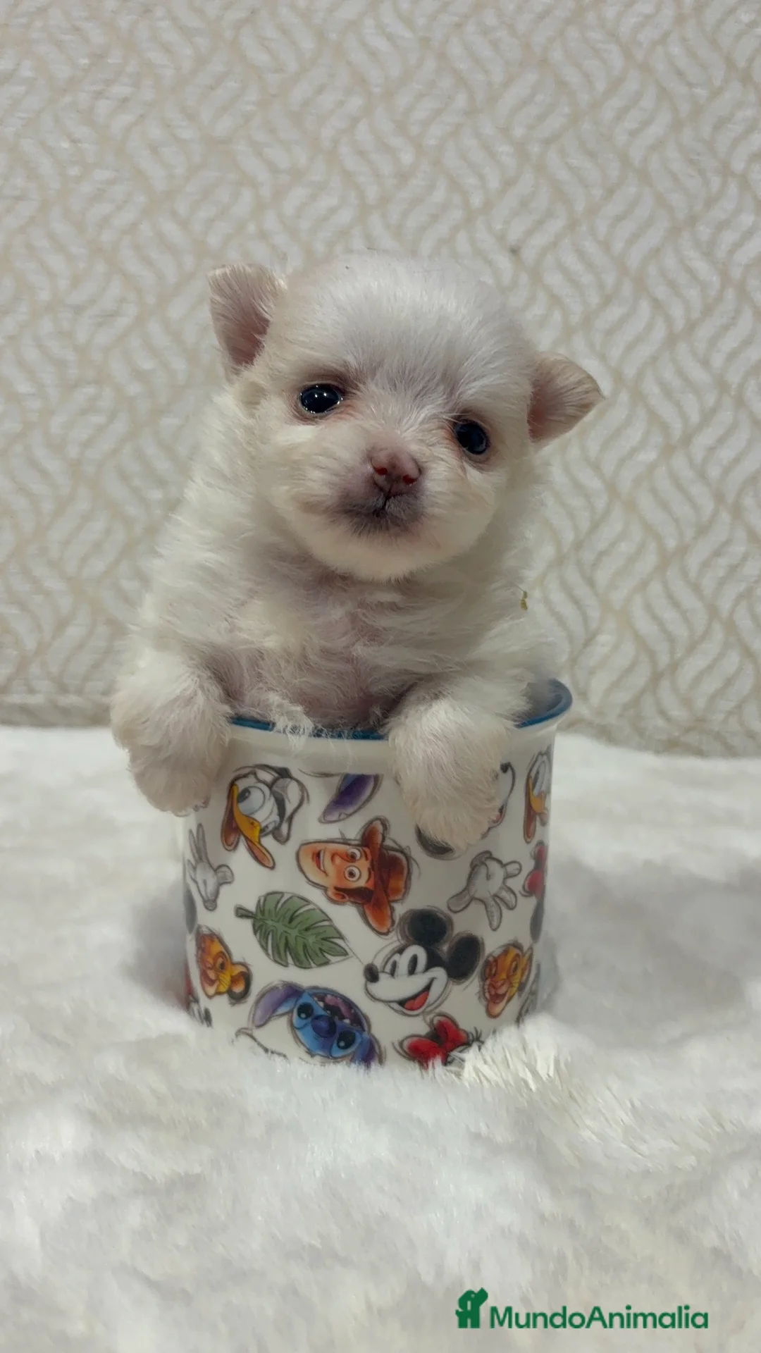 Pomerania perros en venta: Lulu Pomerania Toy hembra naranja blanca  - Anuncio 2