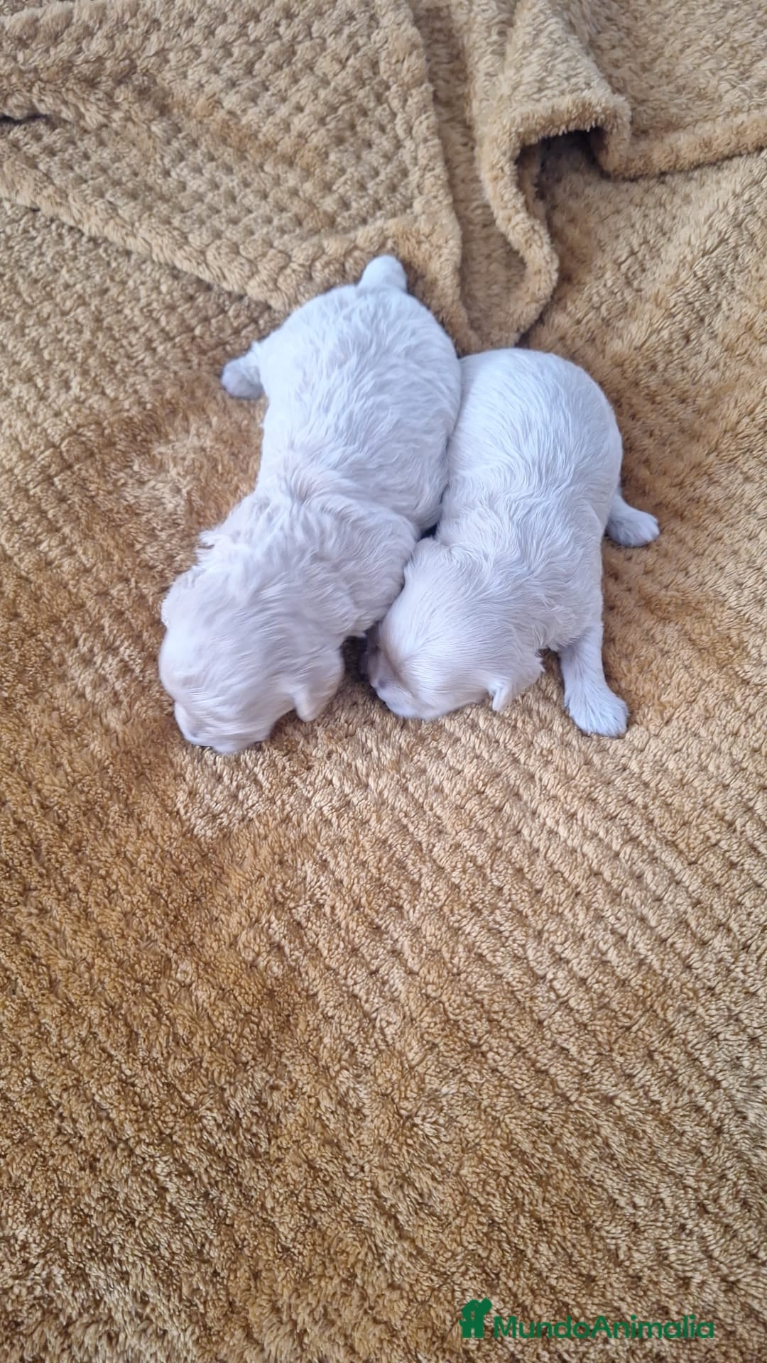 Maltipoo perros en venta: Maltipoo Hembras - Anuncio 2