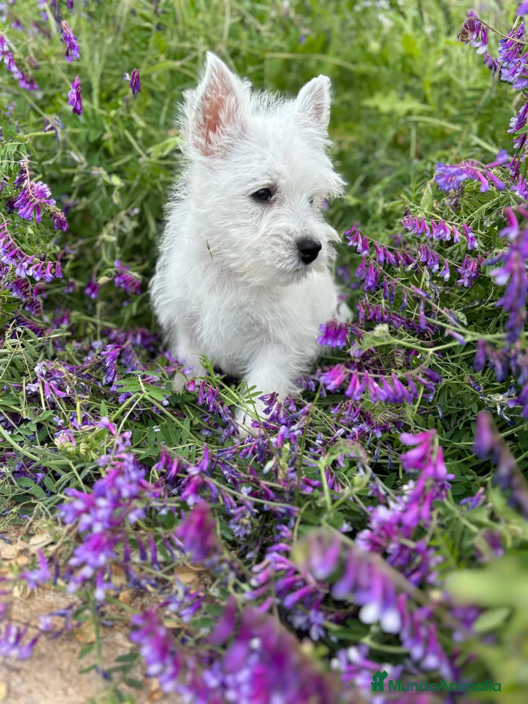 West Highland White Terrier perros en venta: Westys maravillosa raza !!!! - Anuncio 3