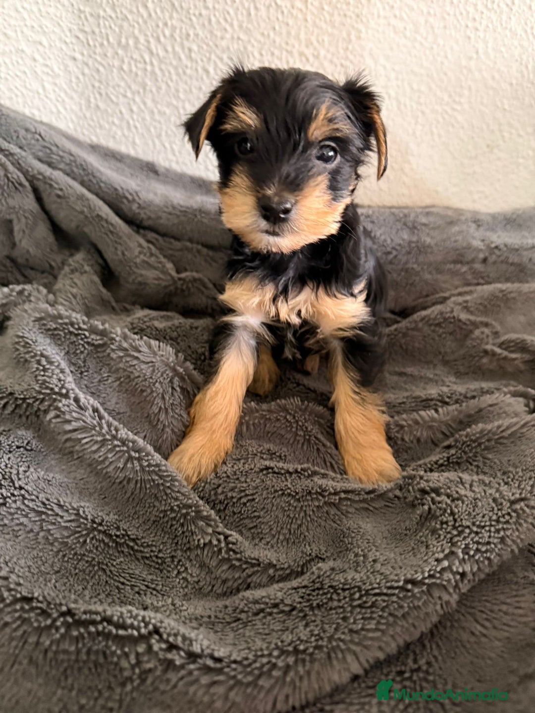 Yorkshire Terrier perros en venta: Yorkshire terrier  - Anuncio 2