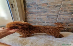 Caniche Toy perros en venta: MACHO CANICHE TOY - Imagen 3