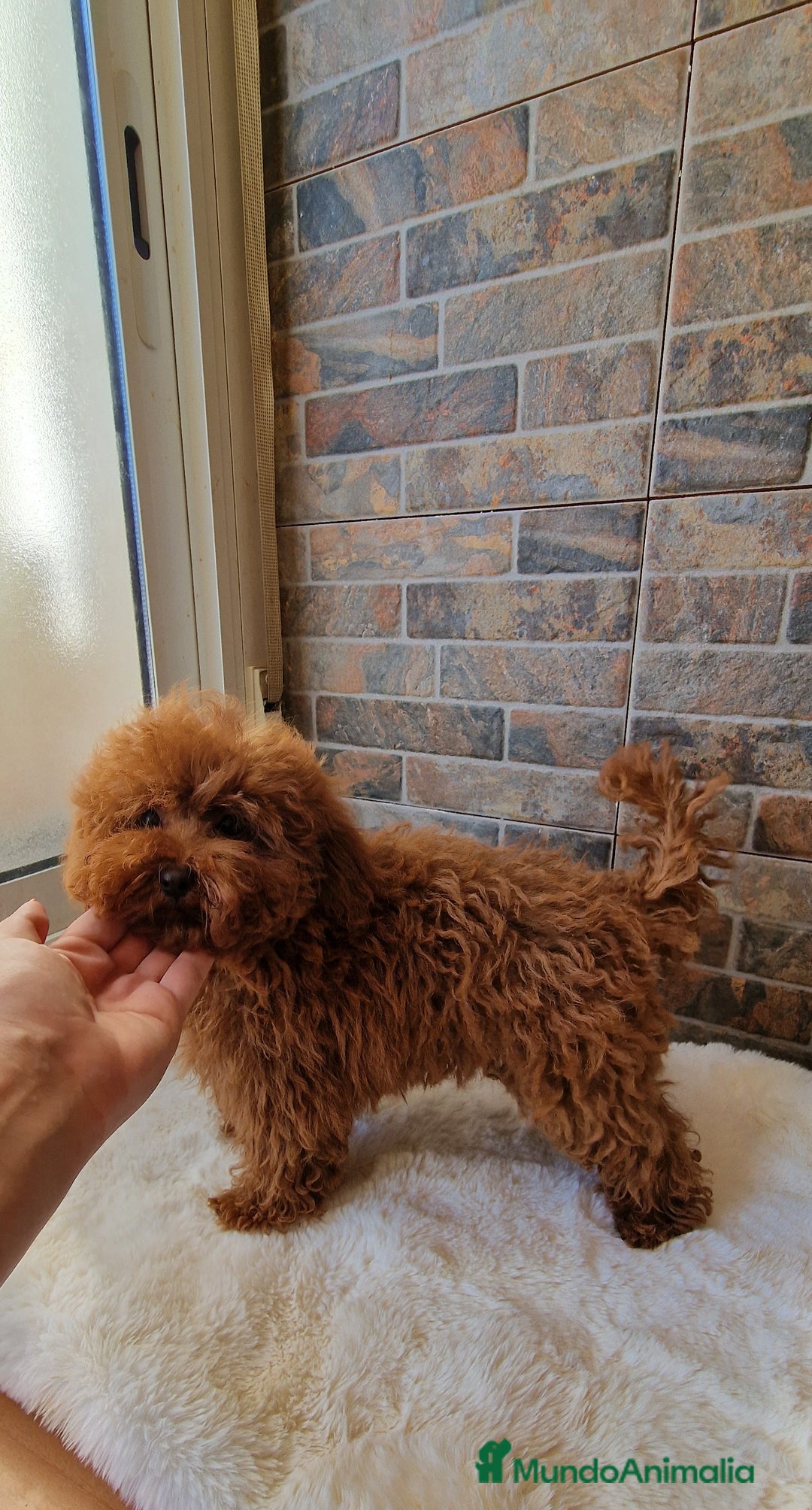 Caniche Toy perros en venta: MACHO CANICHE TOY - Imagen 3