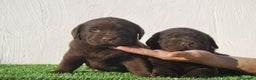 Labrador Retriever perros en venta: Cachorros de Labrador chocolate, increibles - Anuncio 6