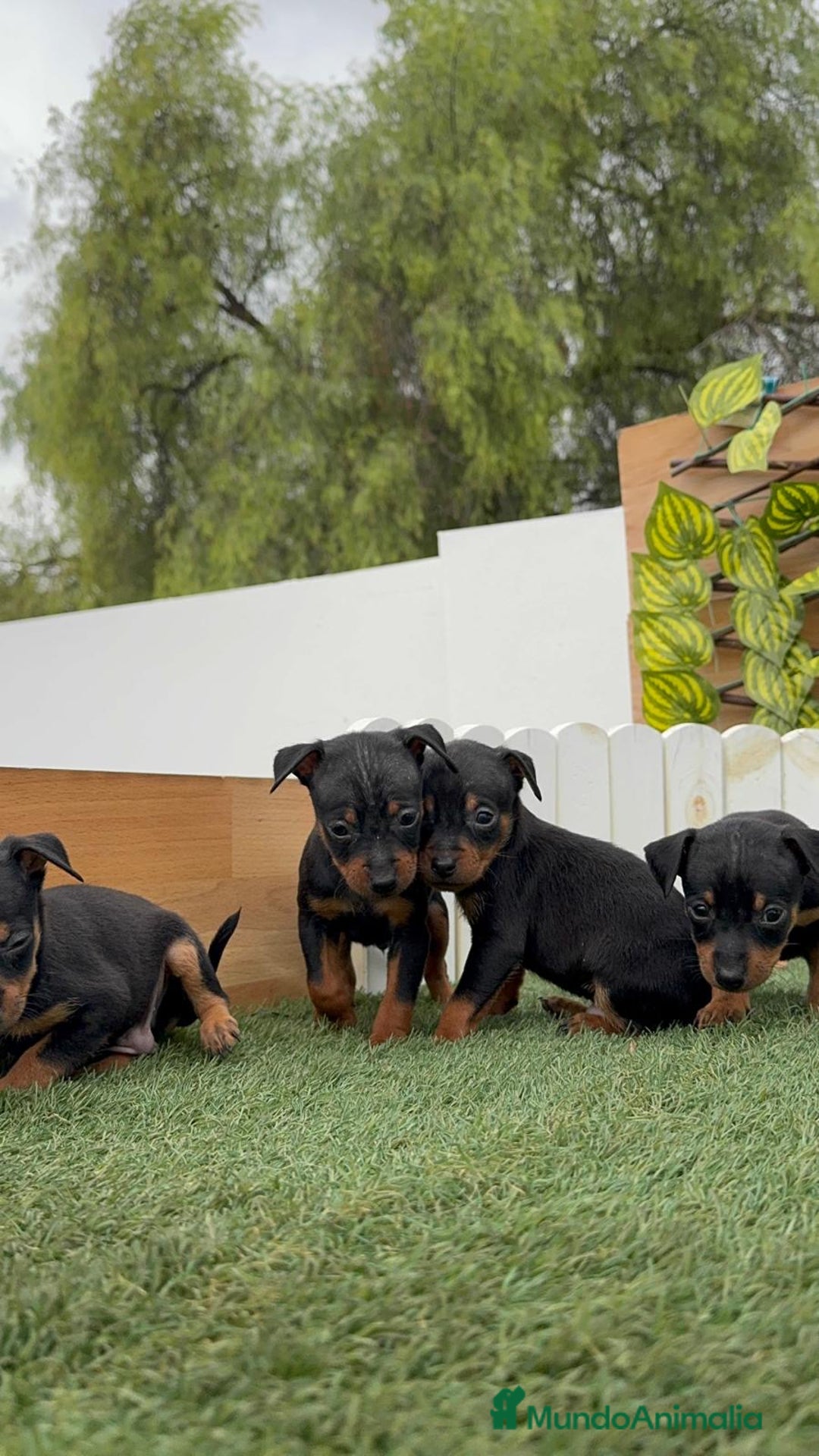 Pinscher Miniatura perros en venta: PINSCHER MUNIATURA - Imagen 8